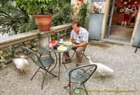 Peacocks looking for food