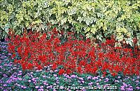 Colourful flowers on Isola Madre 