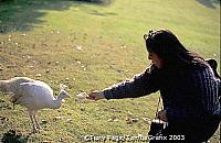 Me feeding the peacock on Isola Madre