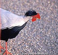 Birds of Isola Madre 