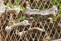 Old vines making an interesting pattern on this fence