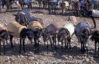 Ourika Valley and Berber Market