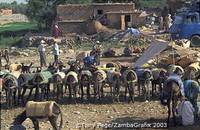 You've heard of carparks - this is a donkey park!