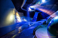 Inside cavity of a sperm whale