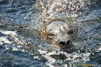 Seals at Neeltje Jans Deltapark