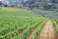 Douro valley, Portugal