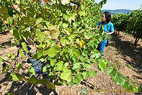 Quinta da Lixa winery, Douro, Portugal