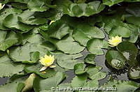 Monet's house and garden at Giverny