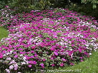 Monet's house and garden at Giverny