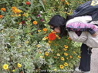 Monet's house and garden at Giverny