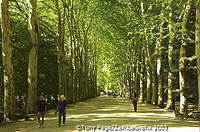 A plane tree-lined avenue leads to the elegant Chateau de Chenonceau