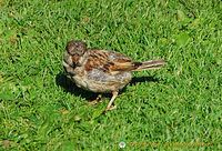 A Fort William bird