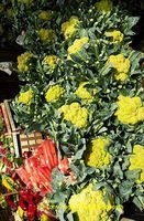 Palermo Market | Sicily