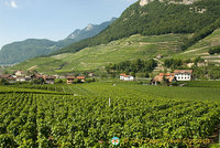 Aigle | Chablais | Switzerland