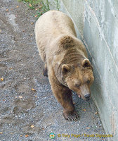 Berne Bear Pits and Rose Garden