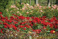 Berne Bear Pits and Rose Garden