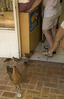 Waiting outside the shop for some scraps!
Moorea, Tahiti