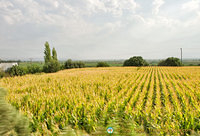 Corn fields