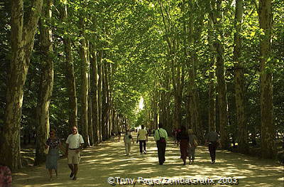 This plane tree-lined avenue leads to the elegant Chateau de Chenonceau  [Chateaux Country - Loire - France]