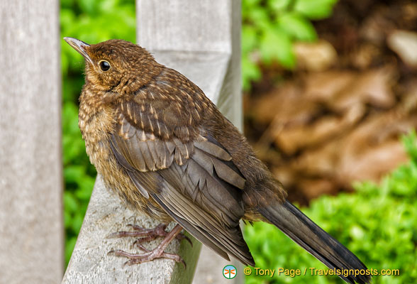 Bird-life at Archives Nationales