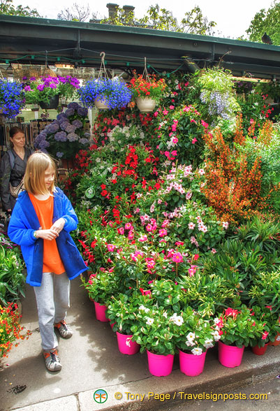 Pot plants at the Marché aux fleurs