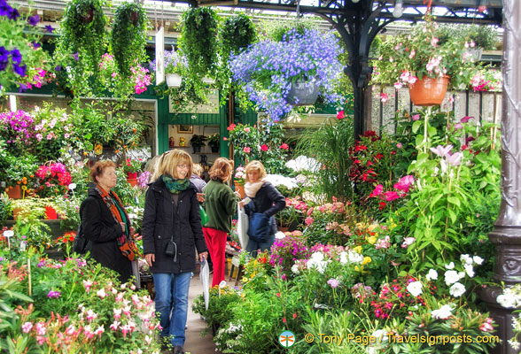 Plants for sale at the Marché aux fleurs