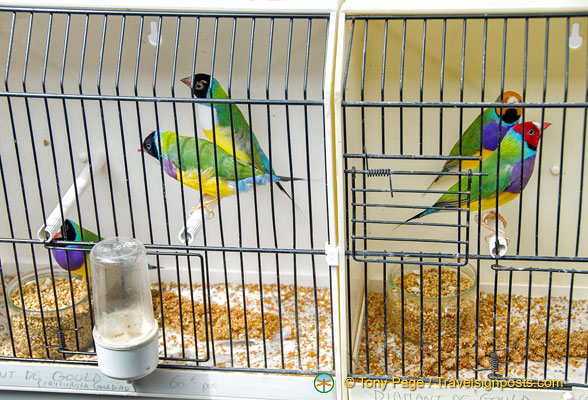 Very colourful diamant de gould (gouldian finch) at the Marché aux oiseaux