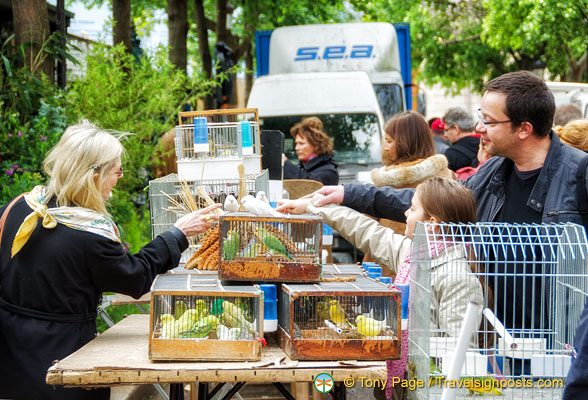 A range of birds for sale