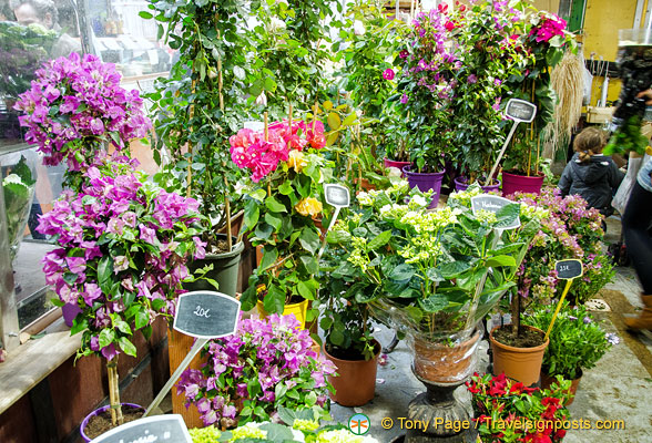 Pot plants at Marché des Enfants Rouges