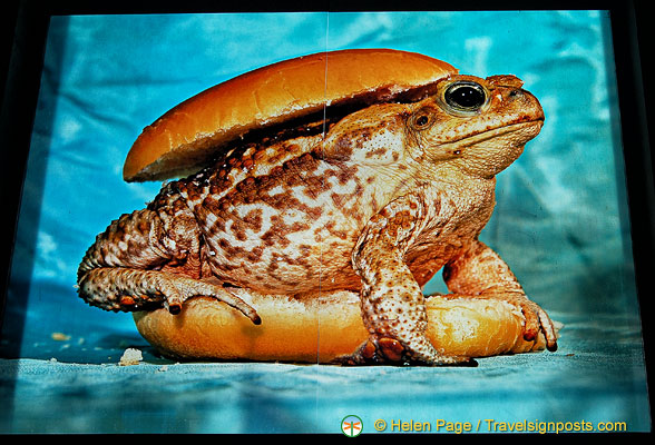 Would you like fries with your toadburger?