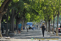 Beautiful tree-lined walkway