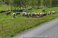 [Chateaux Country - Loire - France]