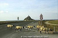 I needed something in the foreground and these sheep obliged [Mont-St-Michel - France]