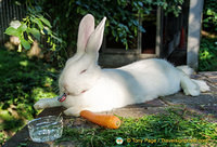 A huge French rabbit collecting money for his keep - what next!