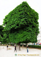 Trimming this tree is a challenge