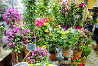 Pot plants at Marché des Enfants Rouges