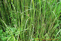 Interesting bamboo at the Quai Branly Museum grounds